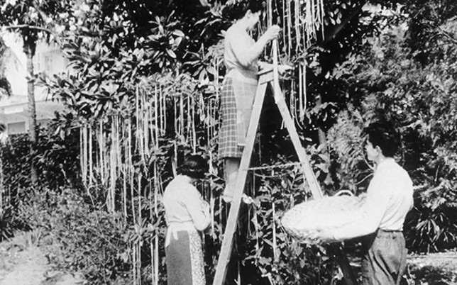 1. Les spaghettis et l'arbre à spaghettis - 1957