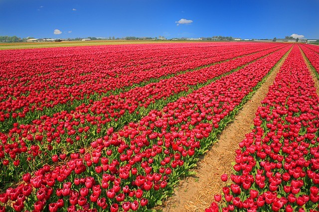 5. De tulpenmanie in Nederland - 1637