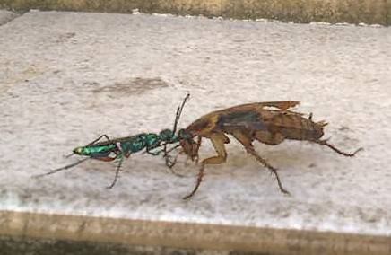 7. La vespa che trasforma gli scarafaggi in "zombie"
