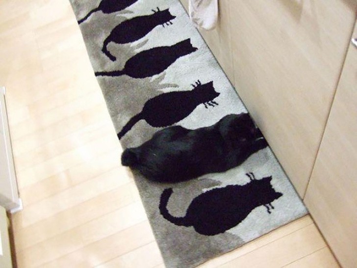 6. Quale tra questi gatti è quello vero?