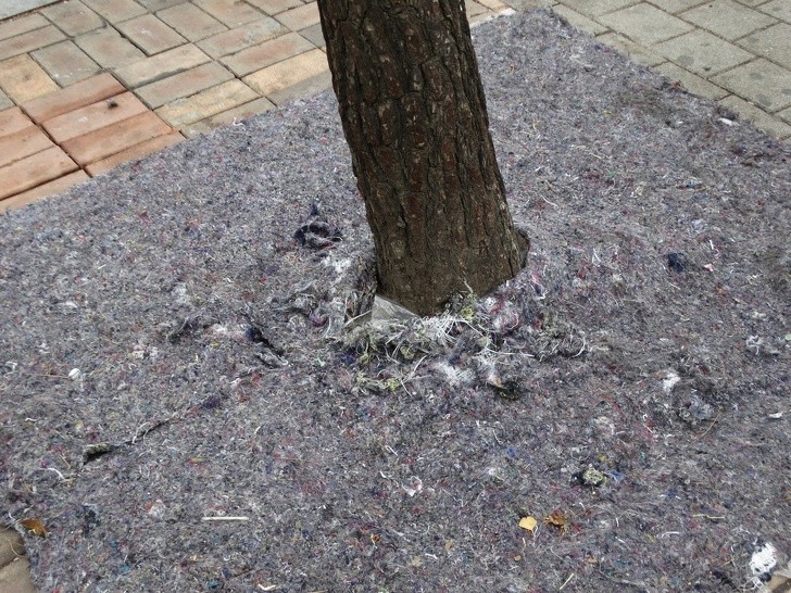 10. Um die Bäume vor der Kälte zu schützen, bedeckten sie die Wurzeln in Seoul mit einem Schutzmaterial.