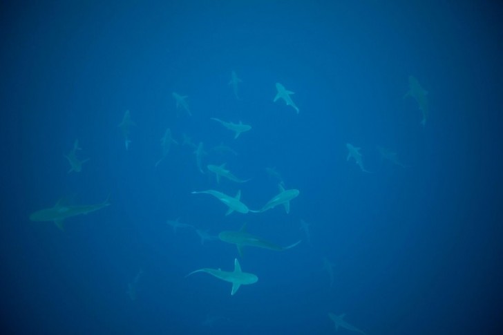11. Ein ruhiges Schwimmen unter Haien ist keine empfohlene Therapie für einen Thalassophoben!