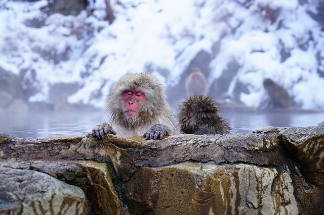 12. Japanische Makaken genießen die heißen Quellen im Jigokudani Park.