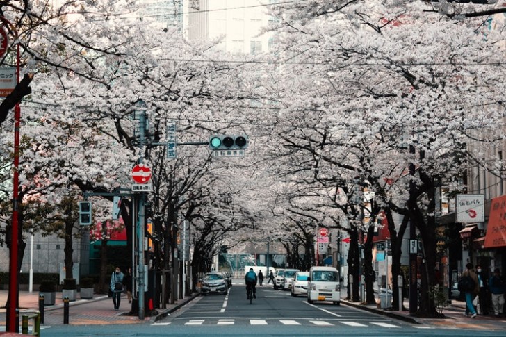 2. Die Kirschblüte erobert Parks und Stadtstraßen