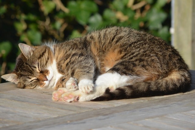 4. Wusstest du das? In Japan gibt es die Insel Aoshima, wo mehr Katzen als Einwohner leben