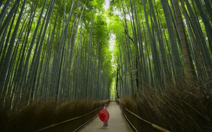 5. Der Bambuswald in Kyoto ist der Ort, an dem man seinen Geist neu organisieren kann.