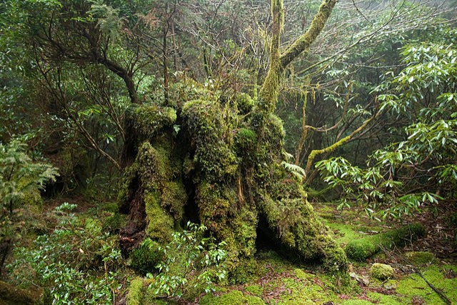 7. Auf der Insel Yakushima gibt es einige der ältesten Bäume Japans.