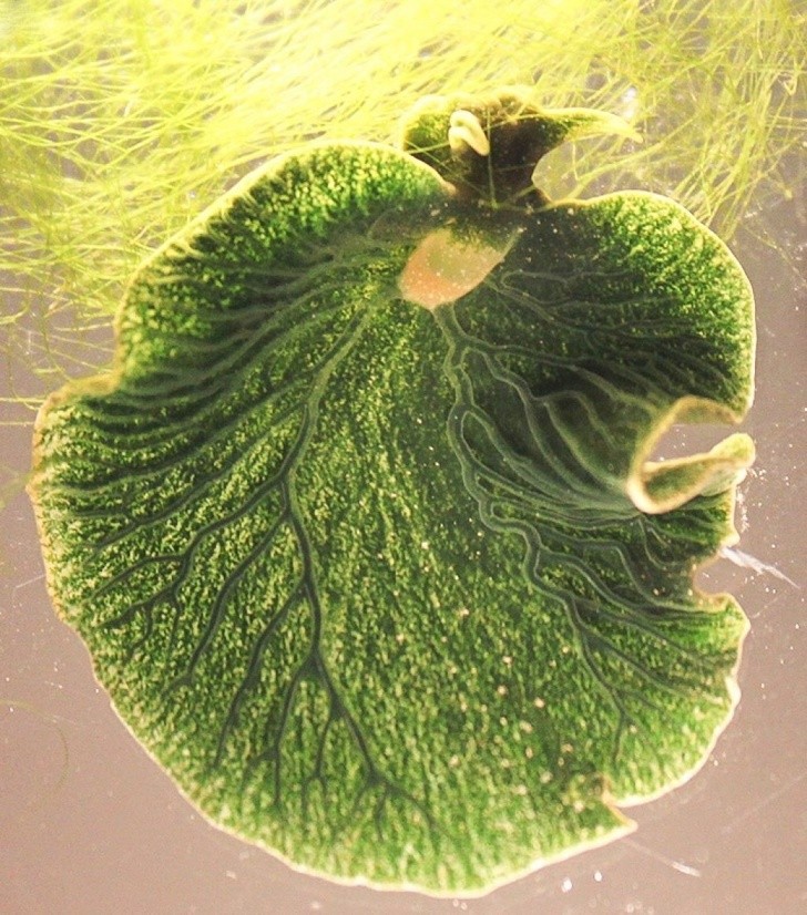 18. Elysia chlorotica. L'unico animale che è in grado di utilizzare la fotosintesi come le piante