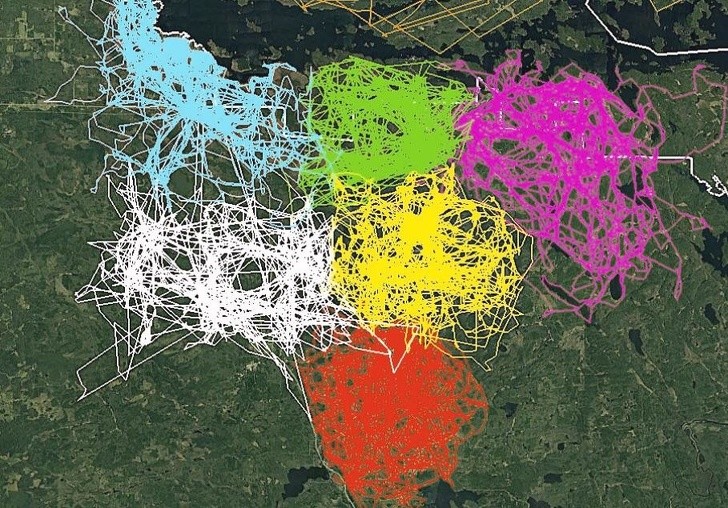 3. Il tracciamento GPS di 6 branchi di lupi nel Parco Nazionale del Voyageurs