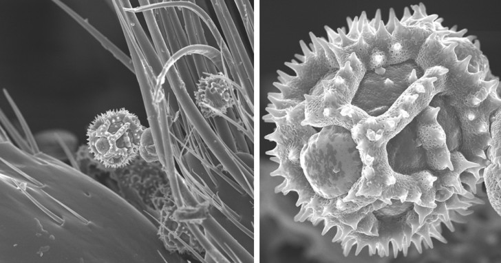 7. Pollen auf einer Biene, die unter einem Elektronenmikroskop betrachtetwurde.