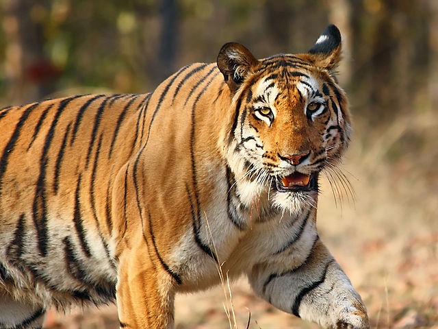 14. In Nepal hat sich die Zahl der Wildtiger in weniger als zehn Jahren verdoppelt.