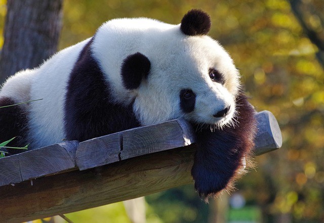 5. Riesen-Pandas sind keine gefährdete Art mehr. China wird einen Naturschutzpark für diese Tiere im Wert von 1,5 Milliarden Dollar bauen.