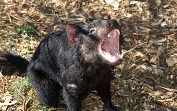 9. Tasmanischer Teufel