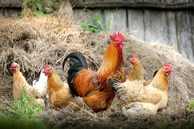 Creare polli OGM che depongono uova contenenti farmaci anti-cancro: tutti i dettagli di questa nuova idea - 1