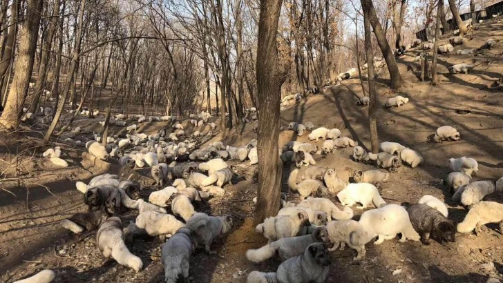 174 weiße Füchse wurden vor der Pelzproduktion in China gerettet: Sie leben heute in einer buddhistischen Zuflucht - 1