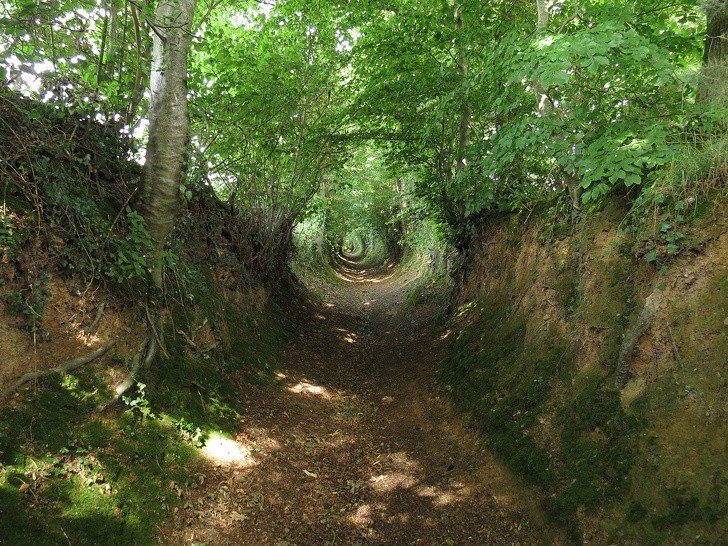 12. Le sentier a été creusé dans la forêt par les pas des personnes.