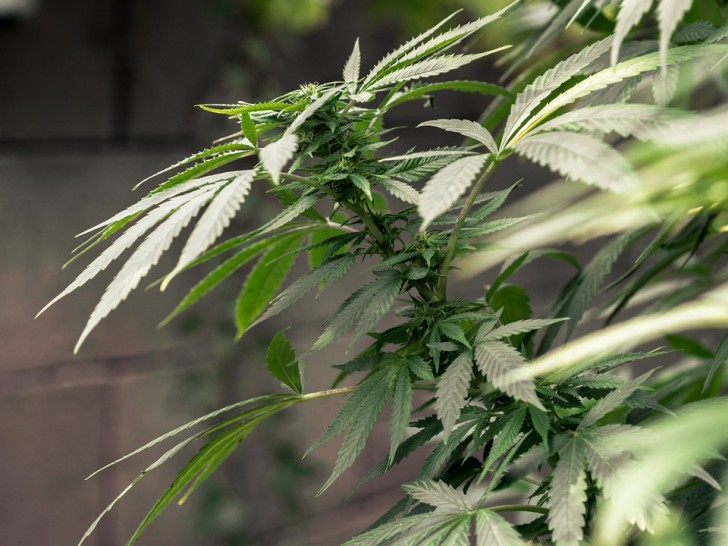 Cannabis: Die WHO erkennt endlich seine therapeutischen Eigenschaften an - 1