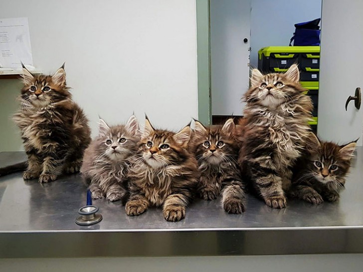 7. Des chatons de 9 semaines en file chez le vétérinaire !