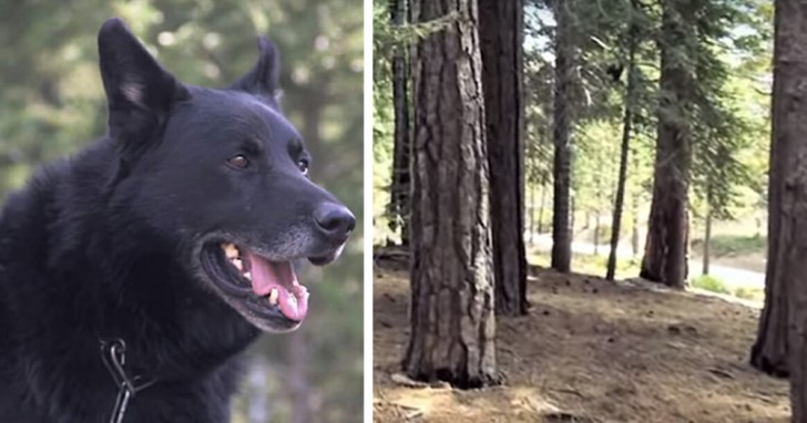 Un chien sauve son ami humain en le gardant au chaud pendant trois jours et en le protégeant des coyotes - 1