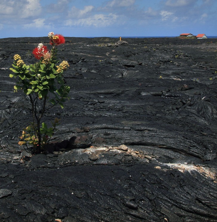 6. ... En zelfs waar niets groeit, kan een bloem bloeien!