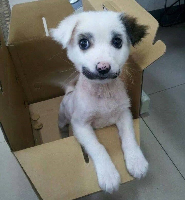 1. Für einen seltsamen genetischen Witz wurde dieser Hund mit einem schönen Schnurrbart geboren