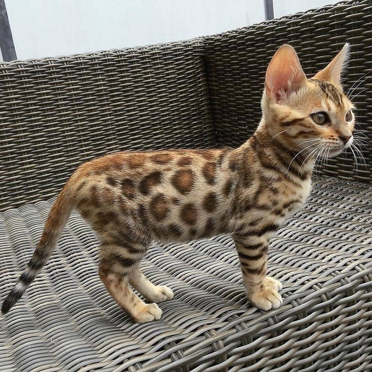 10. Le Bengal est une race hybride née d'un croisement entre chat domestique et chat léopard.