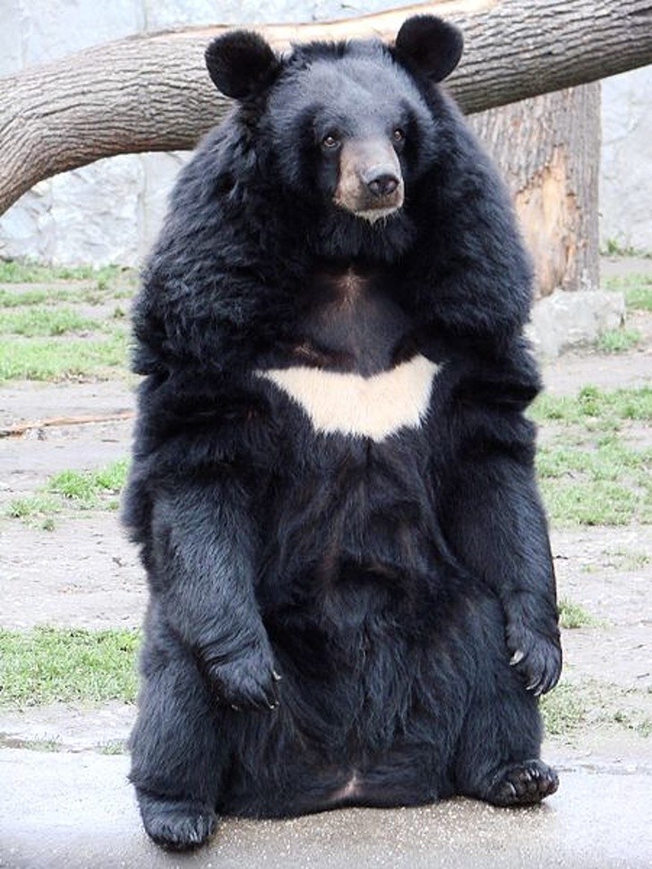 12. Tibetischer Bär oder Batman-Bär?
