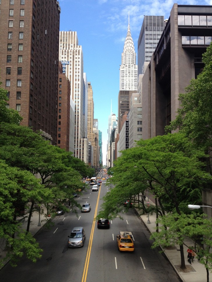 3. Gli abitanti di New York possono chiamare il 311 per far piantare un albero nei pressi della propria abitazione.