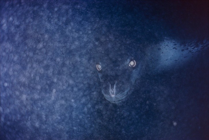 1. Una foca leopardo che affiora dal ghiaccio