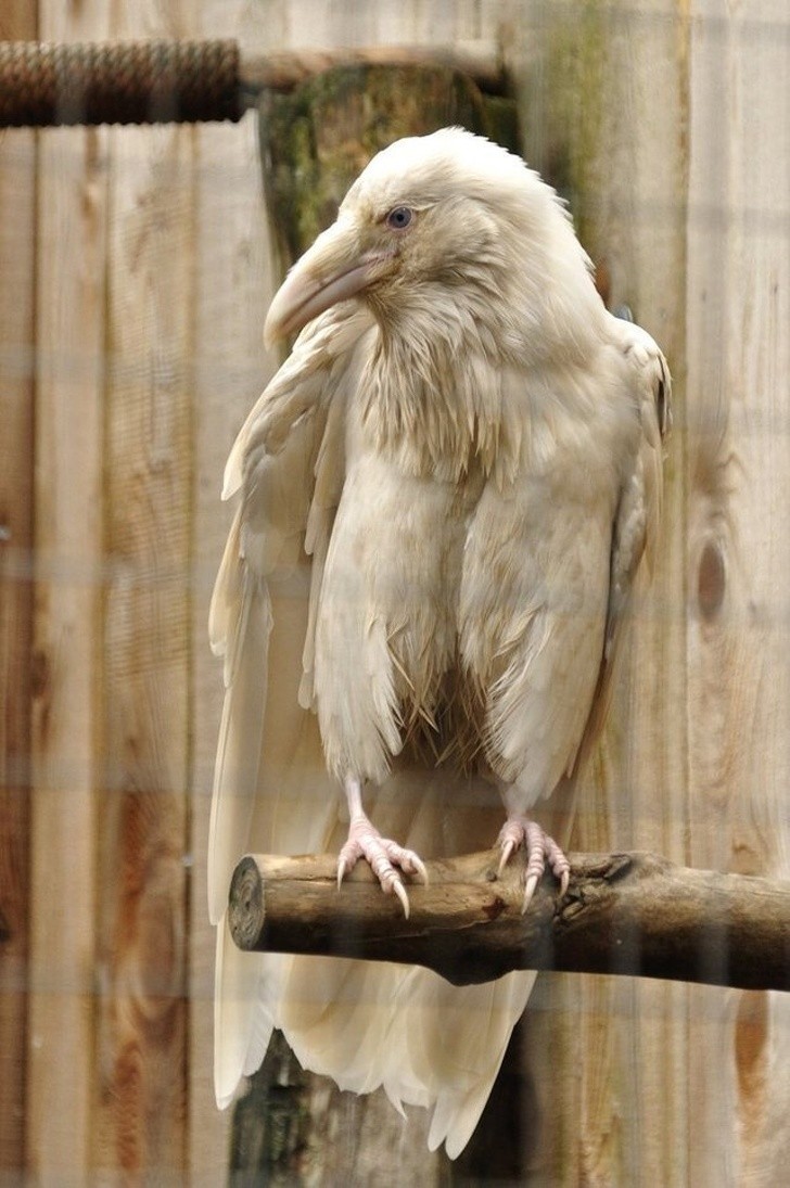 11. Un rarissimo corvo albino