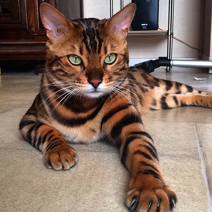 1. Thor, the Bengal is a cat ... that is awesome!