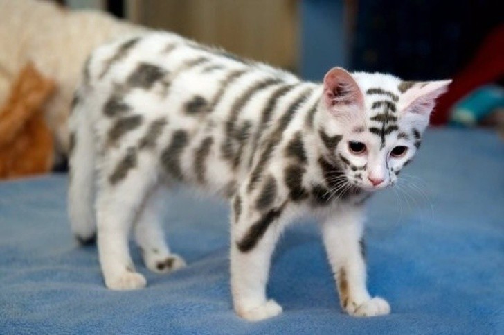 2. Cet adorable chaton voulait naître tigre des neiges.