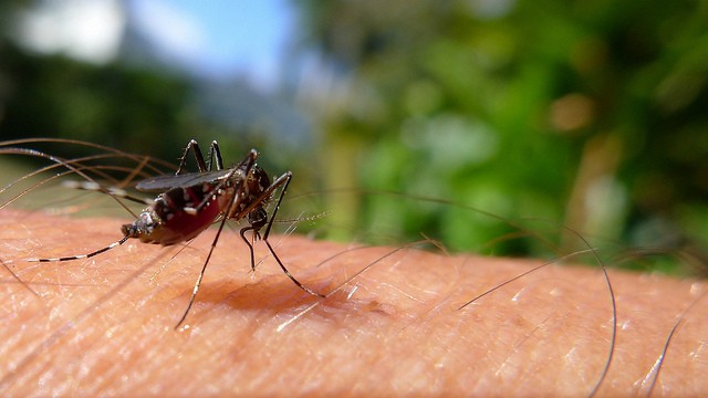 10. Les moustiques génétiquement modifiés pour la reproduction de spécimens mâles, car ce sont les femelles qui sont responsables des piqûres, ceci limiterait la propagation du paludisme.