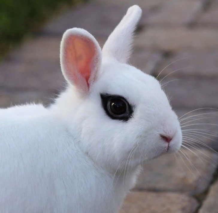 2. Ein Kaninchen mit manipulierten Augen