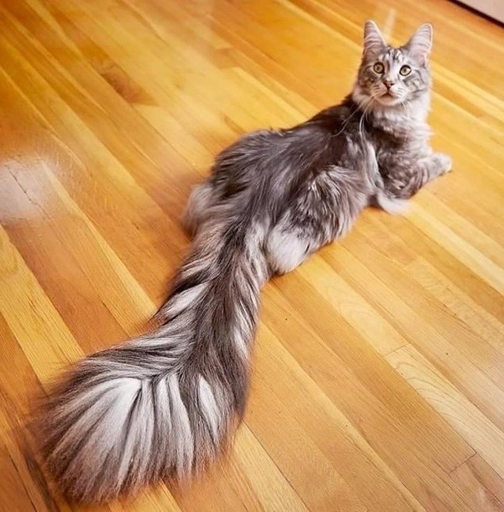 5. Diese Katze hat einen riesigen Schwanz