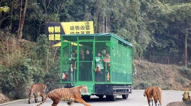 Dieser Zoo in China bringt Besucher in Käfige, während sich die Tiere frei bewegen können - 1