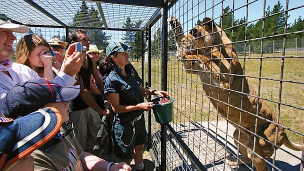 Questo zoo in Cina mette i visitatori nelle gabbie mentre gli animali sono liberi di muoversi - 2