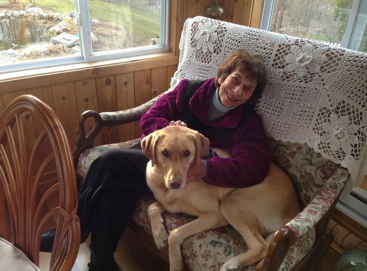 12. Großmutter, 81 Jahre alt, und der Labrador, der 8 Jahre im Labor überlebt hat, sind glücklich, zusammen zu sein