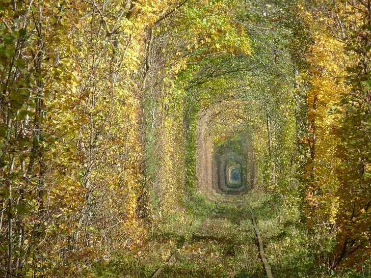 8. Une voie ferrée devenue un tunnel vert.