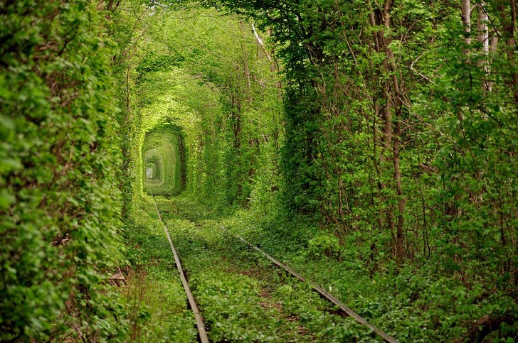 9. Eine verlassene Eisenbahn, die heute zu einem vegetationsreichen Tunnel geworden ist!