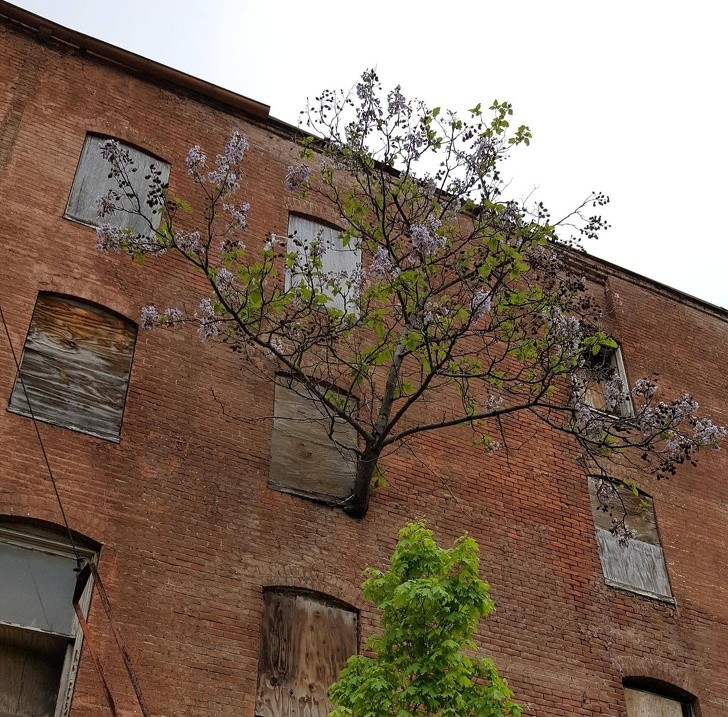 7. Durch das Fenster im dritten Stock dieser verlassenen Wohnung wuchs ein Baum