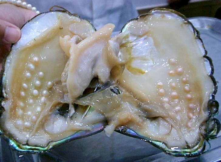 10. Een oester vol parels