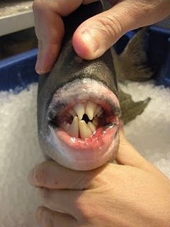 2. De tanden van de trekkervis
