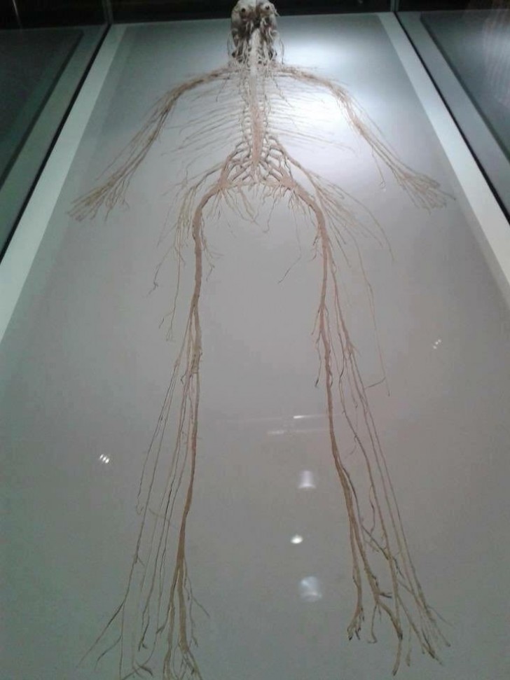 6. Een gedetailleerd model van het menselijk zenuwstelsel