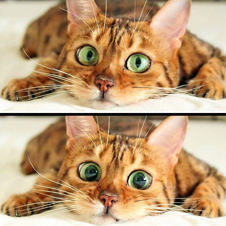"The facial expression that my cat makes when he wants something."