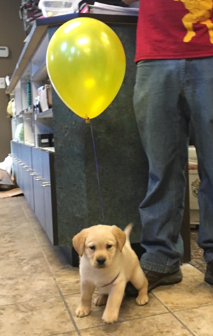 Een pup die, om gezien te worden, een ballon heeft!