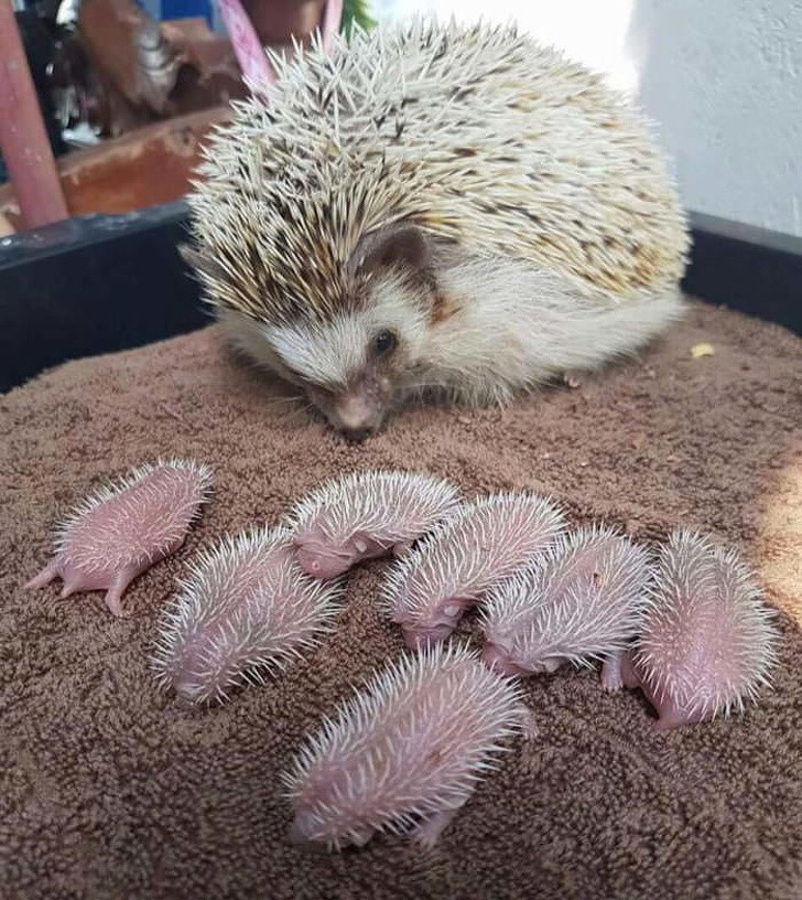 A mother hedgehog has just given birth to her little ones.