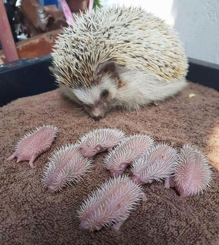 Mama erizo apenas ha dado a luz sus pequeños.