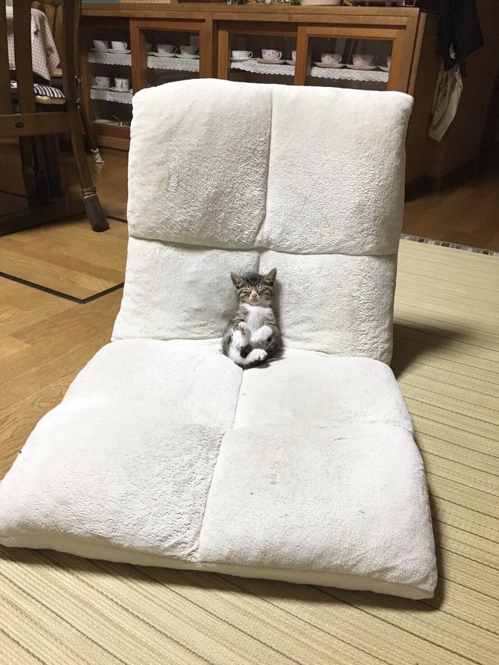 "A chair that is definitely too big for this little kitten."
