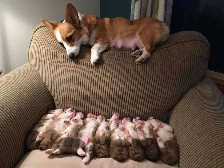 "Mother Corgi watches her little ones sleeping."